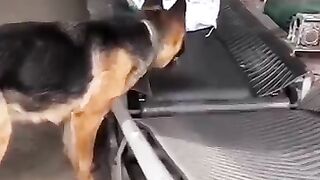 Smart Dog