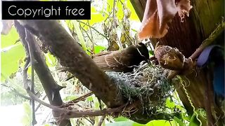 Bird nesting