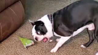 Funny dog Videos!!