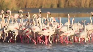 Flamingo birds