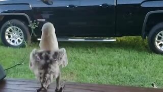 Smart And Funny Parrots Parrot Talking Videos Compilation #3 Super Dogs