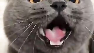 And laughter and sin, funny cats #cats #catlovers #funnycat #funny @_lightmusic_