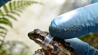 POV Riding the World’s Smallest Frog | Tiny 7.7mm Micro Adventure