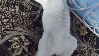 Cat video 35