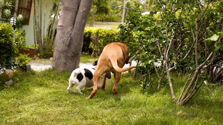 Funnyfuzzy - id | Trending HD Video 157