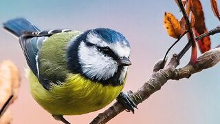 ✅Relaxamento- Atrair boas energias aliviando o estresse- Sono e equilíbrio emocional- Fragmentos #91