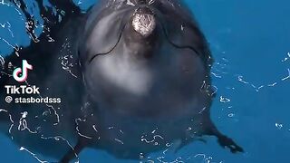 Cute Dolphin 2