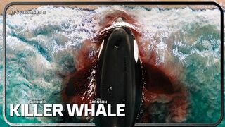 Killer Whale (2026)
