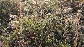 Travelon - green grass field near mountain | Trending HD Video
