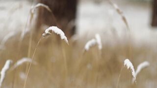 The Shy Snow Woman and the Cursed Ring - id | Trending HD Video 137