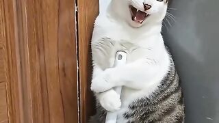 Help me #cat #fyp #funny #ai