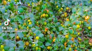 Mango Treee