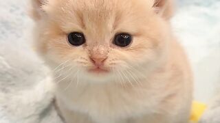 kitten 11