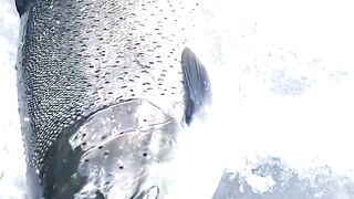 Giant Montana Rainbow #icefishing #montana #fish #freshwaterfish #rainbow #catchandrelease