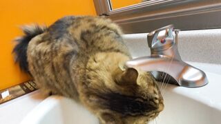 Funnyfuzzy - cat drinking water from faucet | Trending HD Video