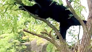 Spirit bears have a rare gene