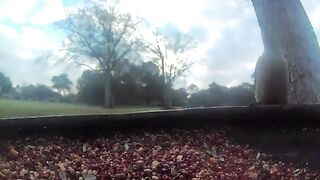 Peaceful to chaos.mp4.2026