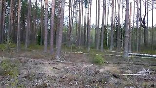 Brown bear attack on a wolf den.mp4.2026