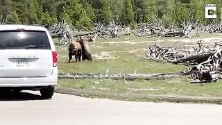 Bear And Bison Fight.mp4.2026