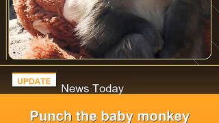Punch-the-baby-monkey-isn't-being-bullied-Japan-zoo