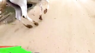 Never crouch in front of a bull