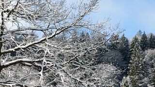 Winter solstice - panning shot of a winter forest under a blue sky | Trending HD Video