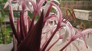 blooming flowers 2