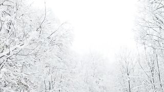Winter Coat - winter road in forest | Trending HD Video