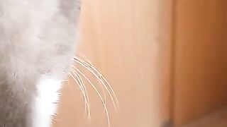 Grey Grey has damaged her nose. What next