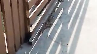 Chasing Mousey Tongue from bullying DD under the car.