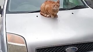 Cat Rescue. Chester says Angle Grinder