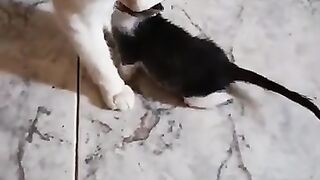 Cat Rescue. Kitten attack!!