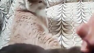 Cat Rescue. Jealous Stefan