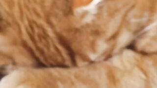 Sleeping and Tired cats