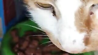 Rescue Cat, JoJo, heads for indigestion