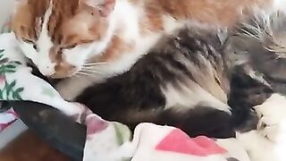 Naughty JoJo