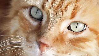 For Rescue Cat Harry RIP