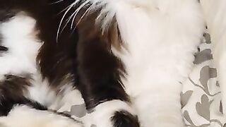 Feral cat, Grommet and the snuffle hounds