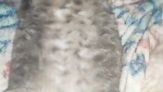 The adventures of Stray Cat Trevor: Agadoo