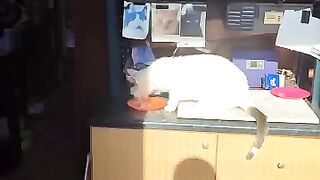 Day of the Chicken  monster