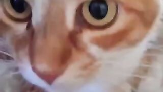 Rescue Cat Winnie flies away to her forever home. Bye bye Winnie we'll miss