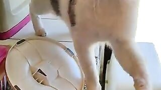 Gypsy the rescue cat reminds me that it's lunchtime
