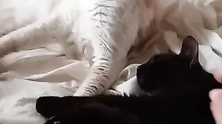 Black Rescue Cat DC is sexy and he knows