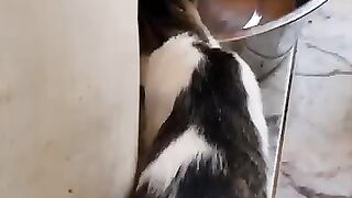 Rescue kitten Ramsey and his big friend Blind cat Marlo
