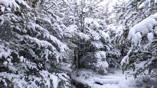 Winterhalter - winter wonderland forest in argentina | Trending HD Video