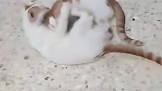 The rescue kittens love each other really