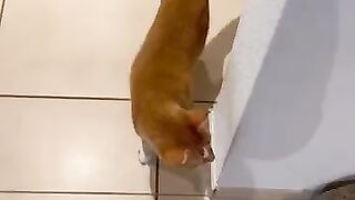 Winnie Inspects the Facilities