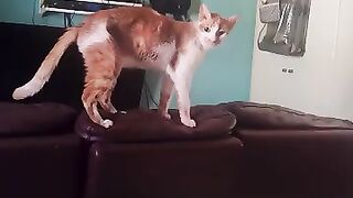 JoJo lands on something soft