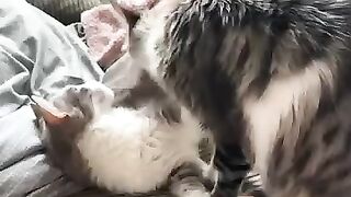 Tuna and Bagel two of our old cats with new names in their loving