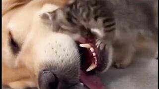 Cat and dog 9